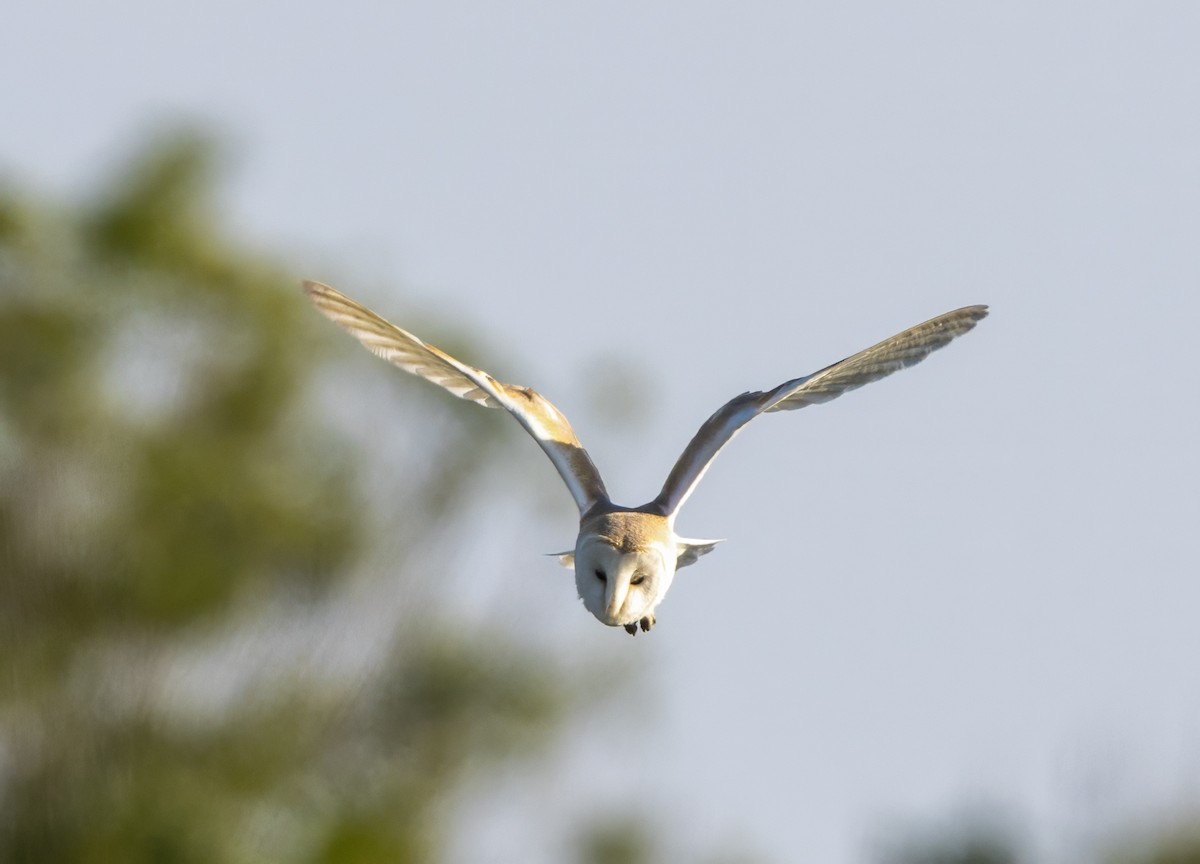 Western Barn Owl - ML637636461