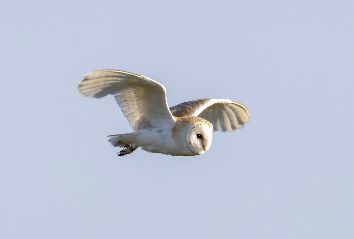 Western Barn Owl - ML637636462