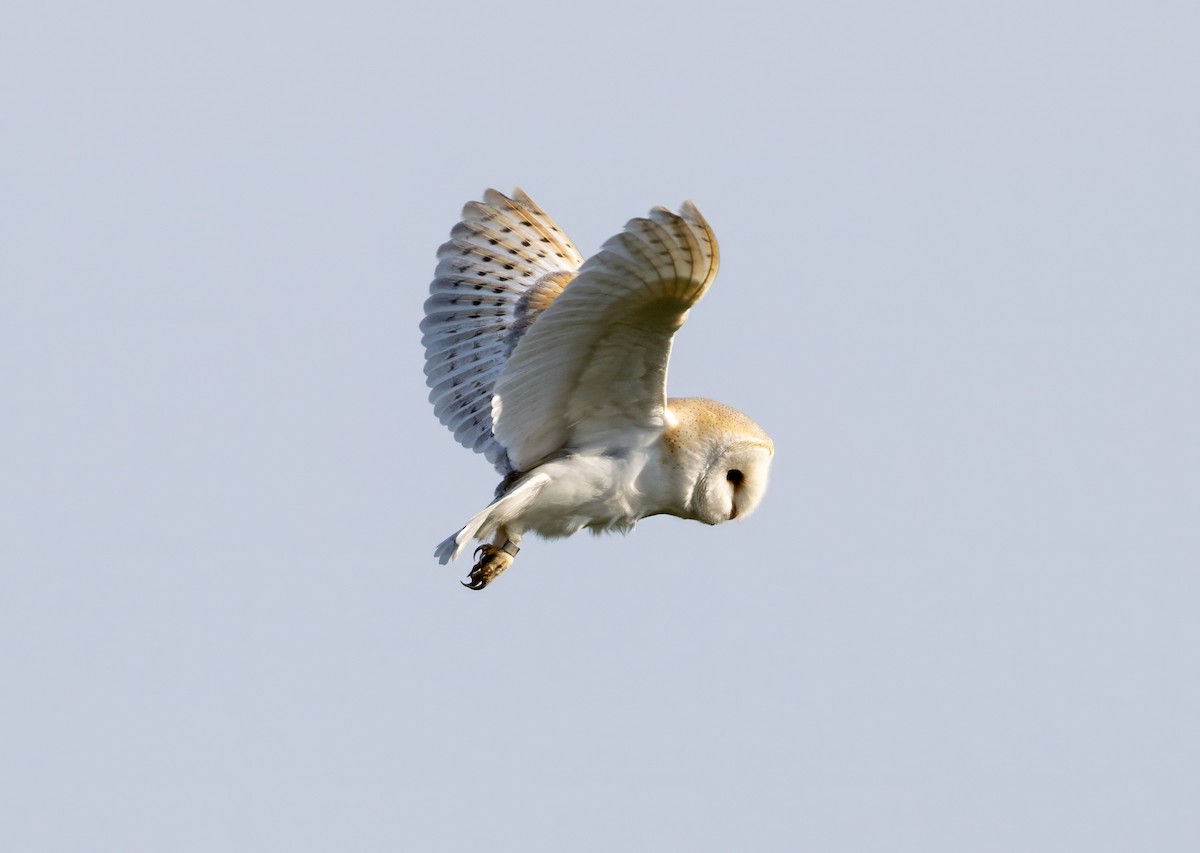 Western Barn Owl - ML637636463