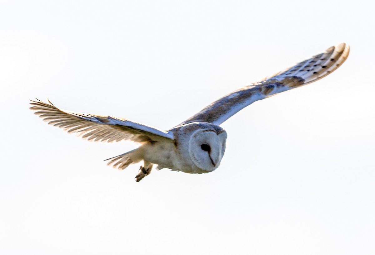 Western Barn Owl - ML637636464