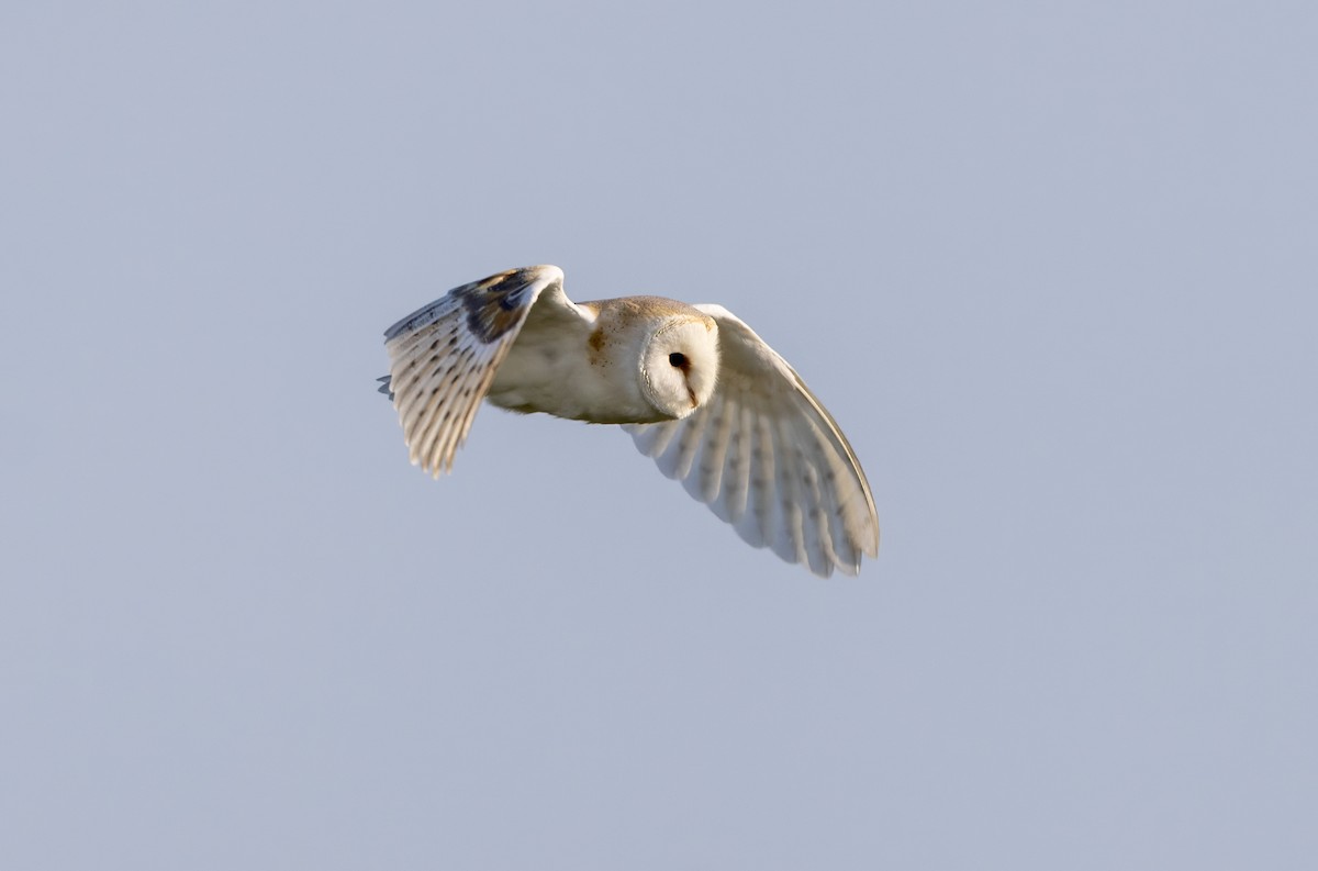 Western Barn Owl - ML637636465