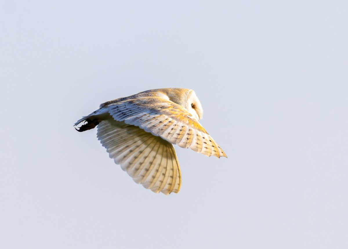 Western Barn Owl - ML637636466