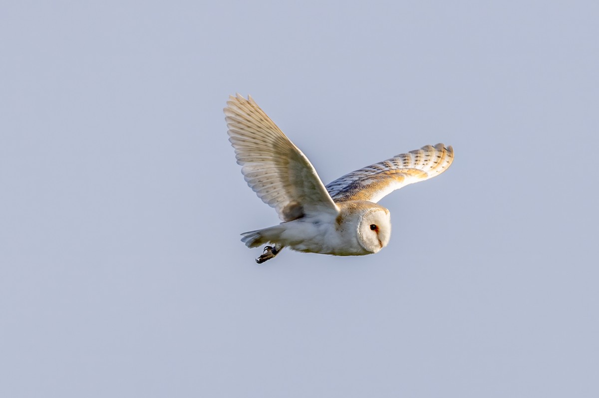 Western Barn Owl - ML637636467