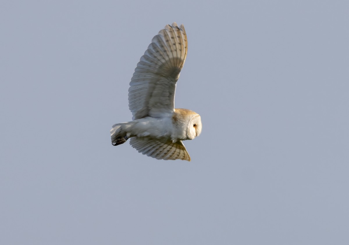 Western Barn Owl - ML637636468