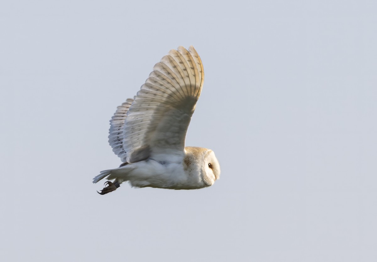 Western Barn Owl - ML637636469