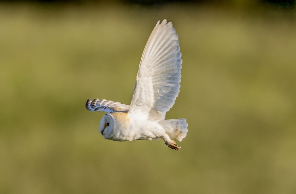 Western Barn Owl - ML637636470
