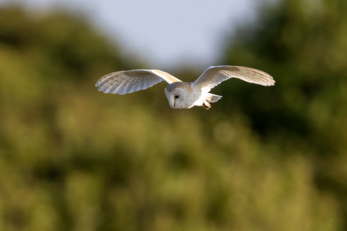 Western Barn Owl - ML637636471