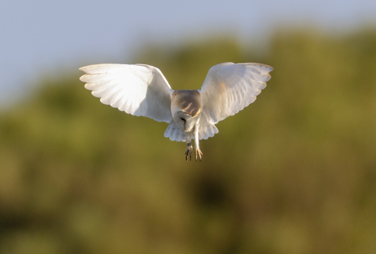 Western Barn Owl - ML637636472