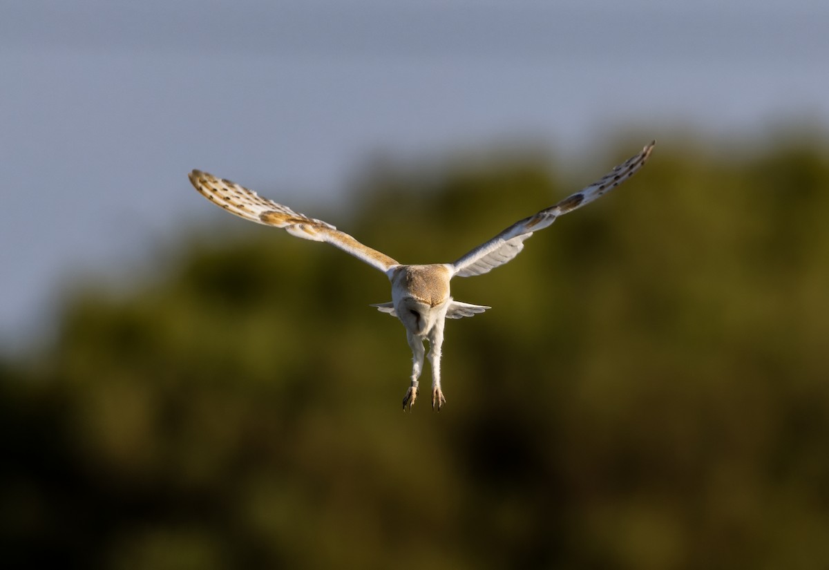Western Barn Owl - ML637636473