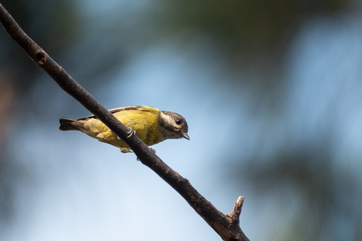 Yellow-bellied Tit - ML637636504