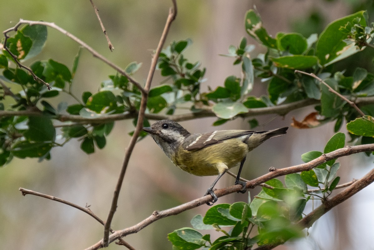 Yellow-bellied Tit - ML637636505