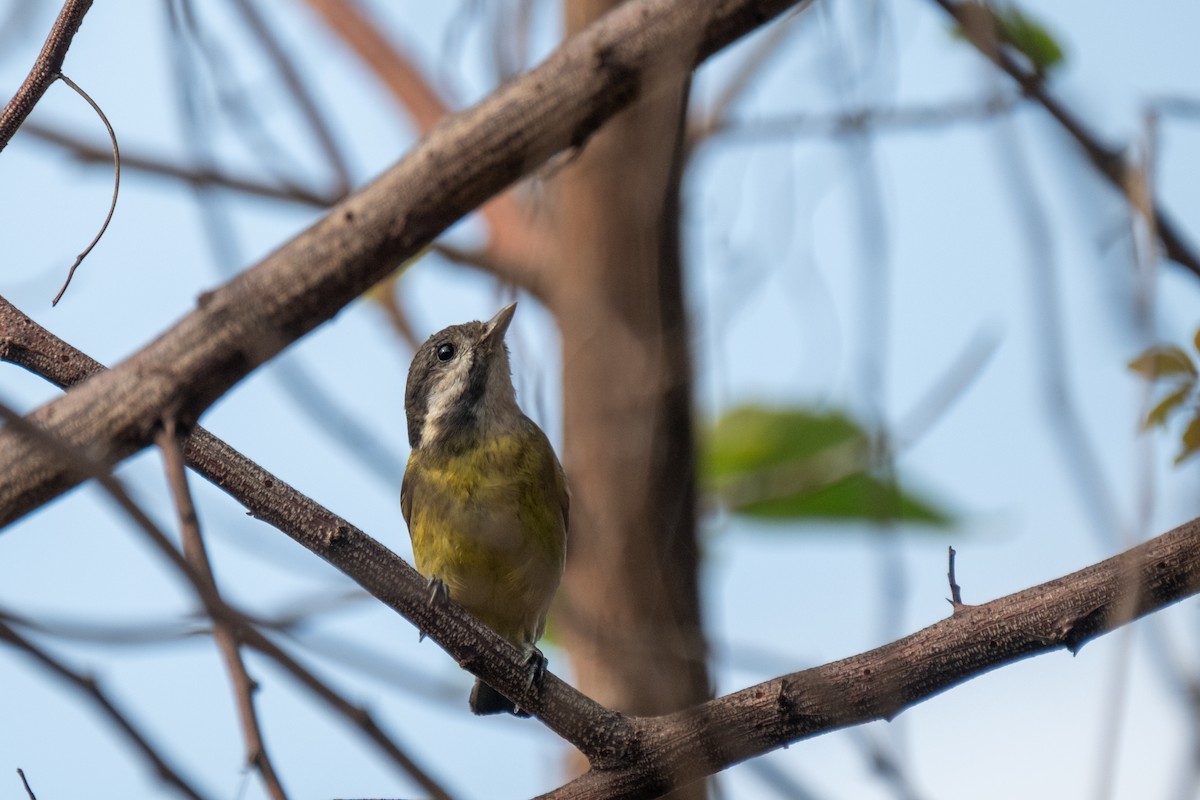 Yellow-bellied Tit - ML637636506