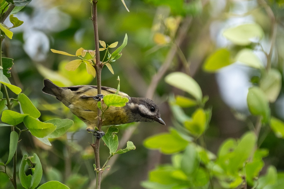 Yellow-bellied Tit - ML637636507