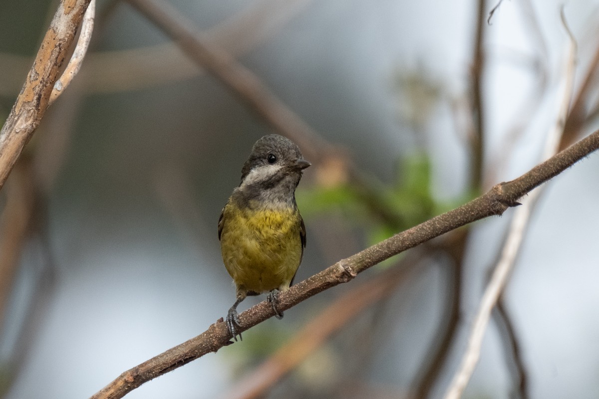 Yellow-bellied Tit - ML637636508