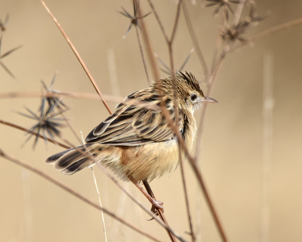 Zitting Cisticola - ML637636509