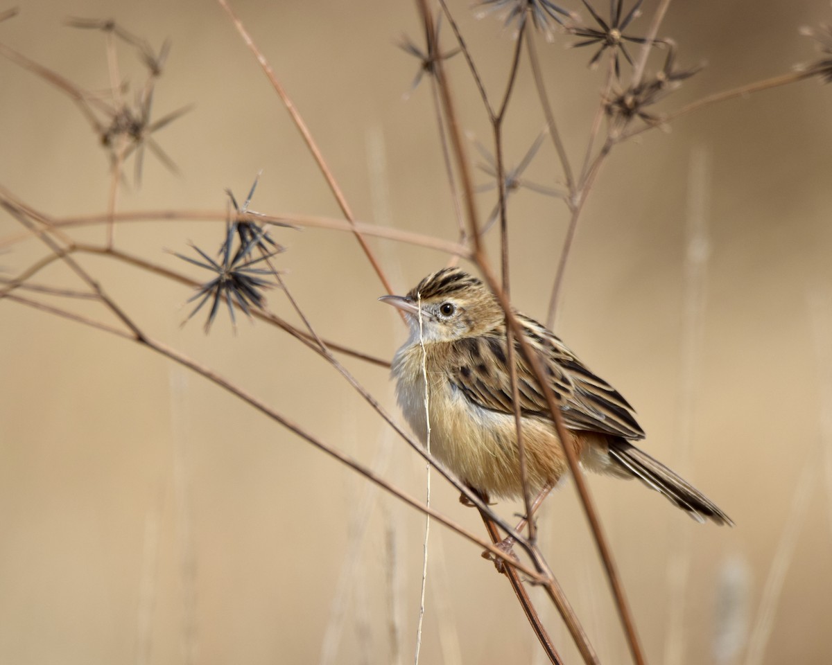 Zitting Cisticola - ML637636510
