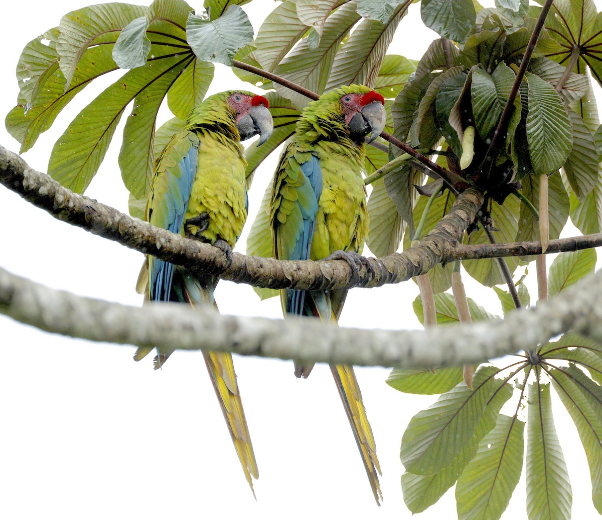 Great Green Macaw - ML637636524