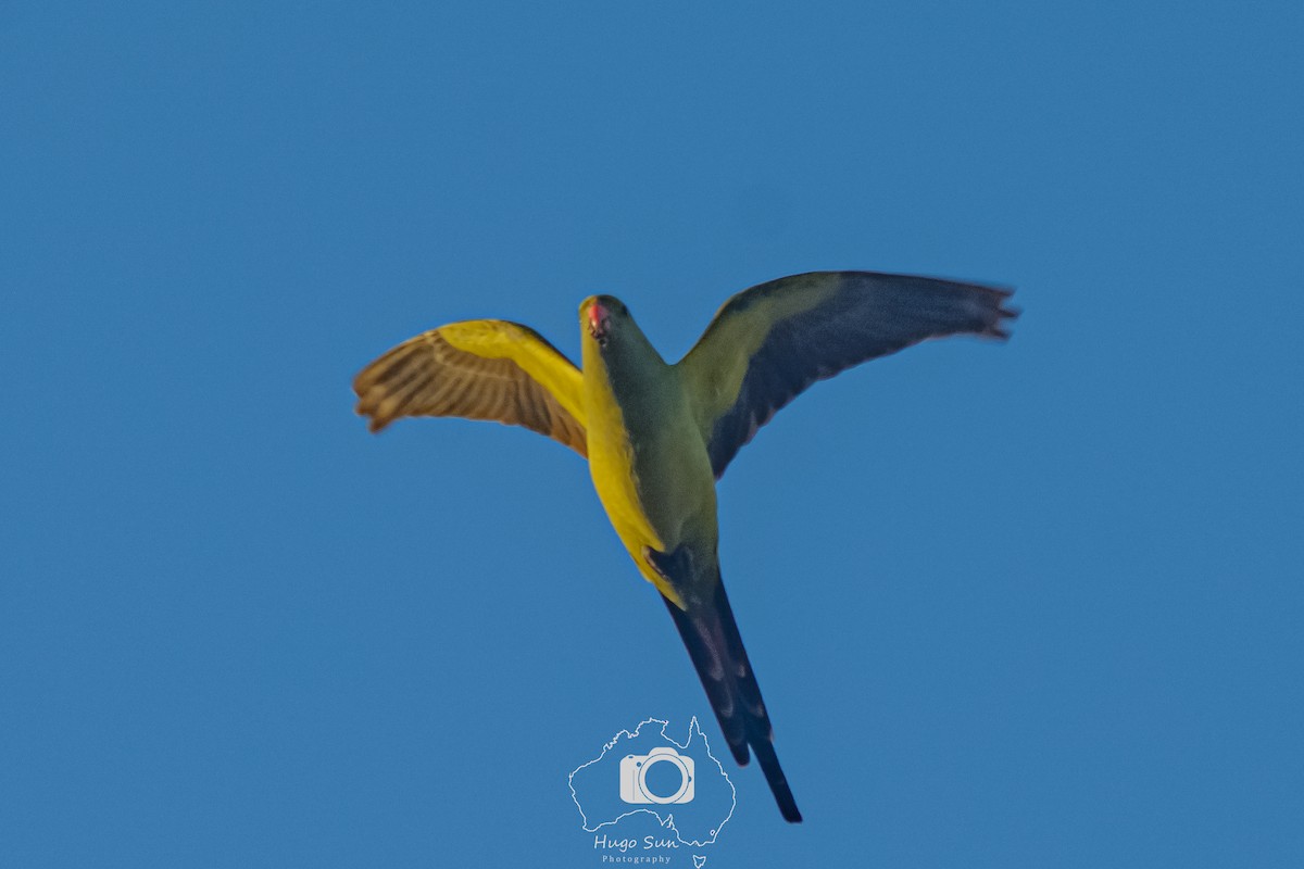 Regent Parrot - ML637636539