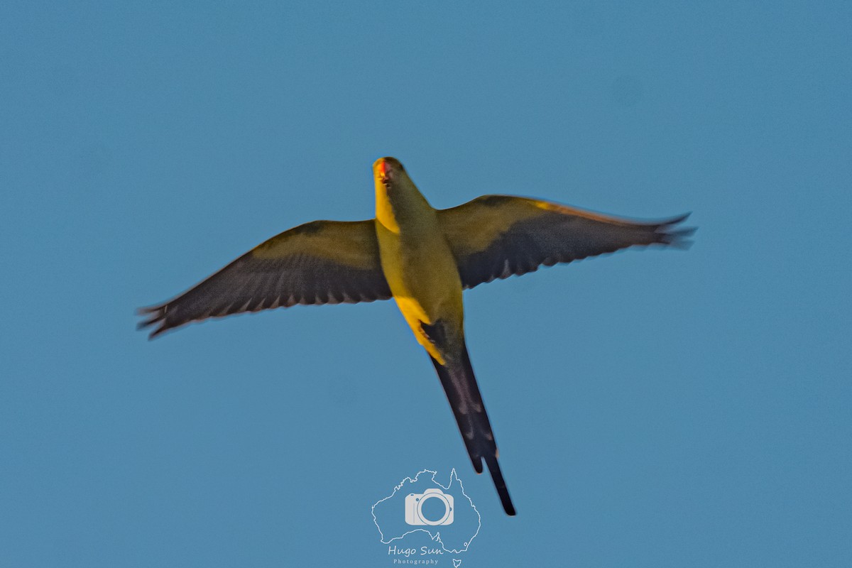 Regent Parrot - ML637636540