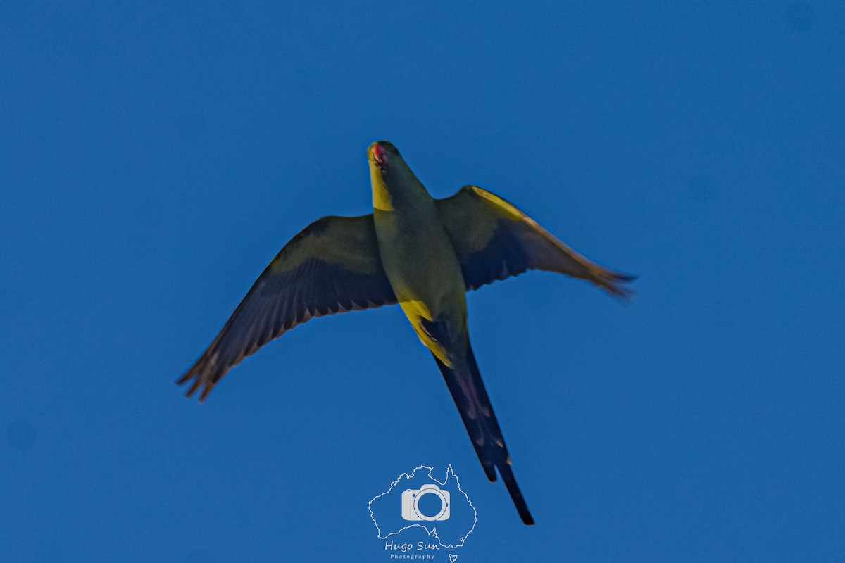 Regent Parrot - ML637636541