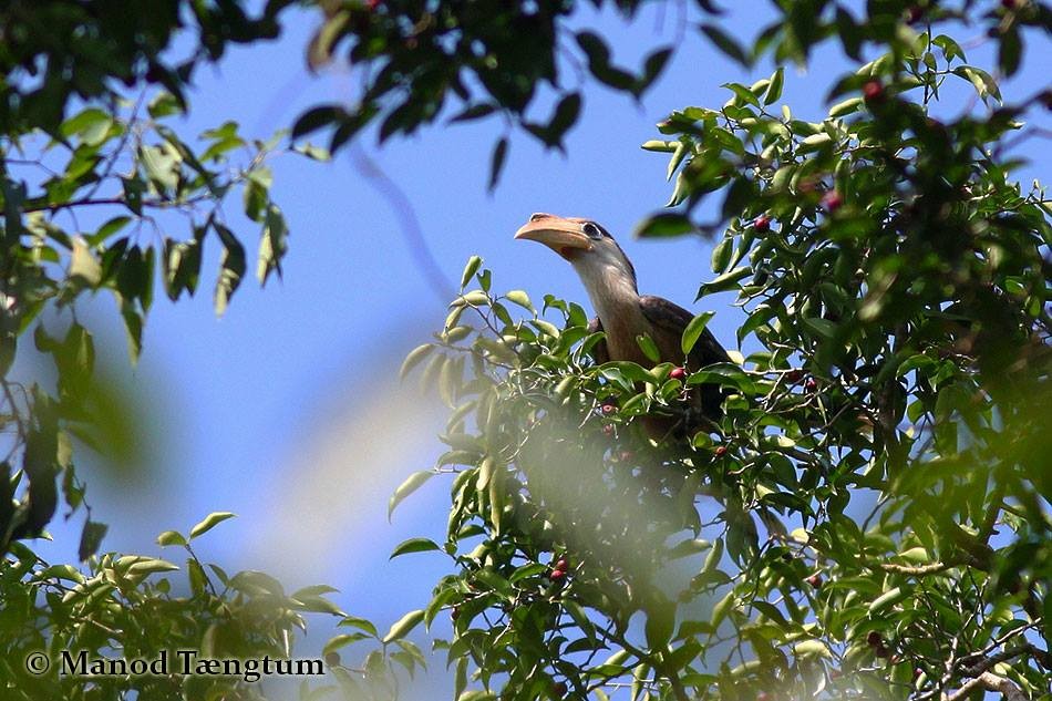 Brown Hornbill - ML637636577