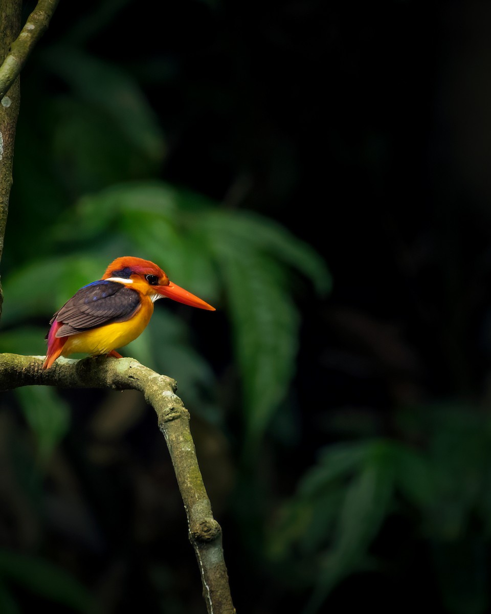 Black-backed Dwarf-Kingfisher - ML637636580
