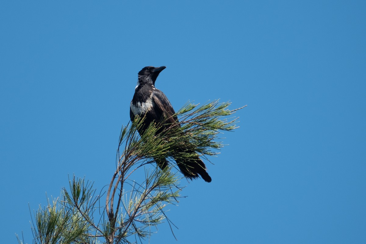 Collared Crow - ML637636582