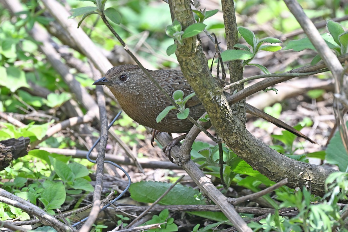 Bhutan Laughingthrush - ML637636596