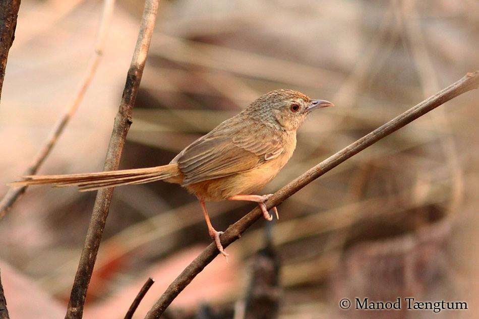 Brown Prinia - ML637636617