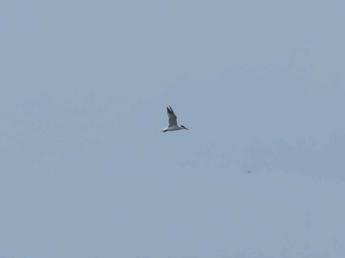 Caspian Tern - ML637636625