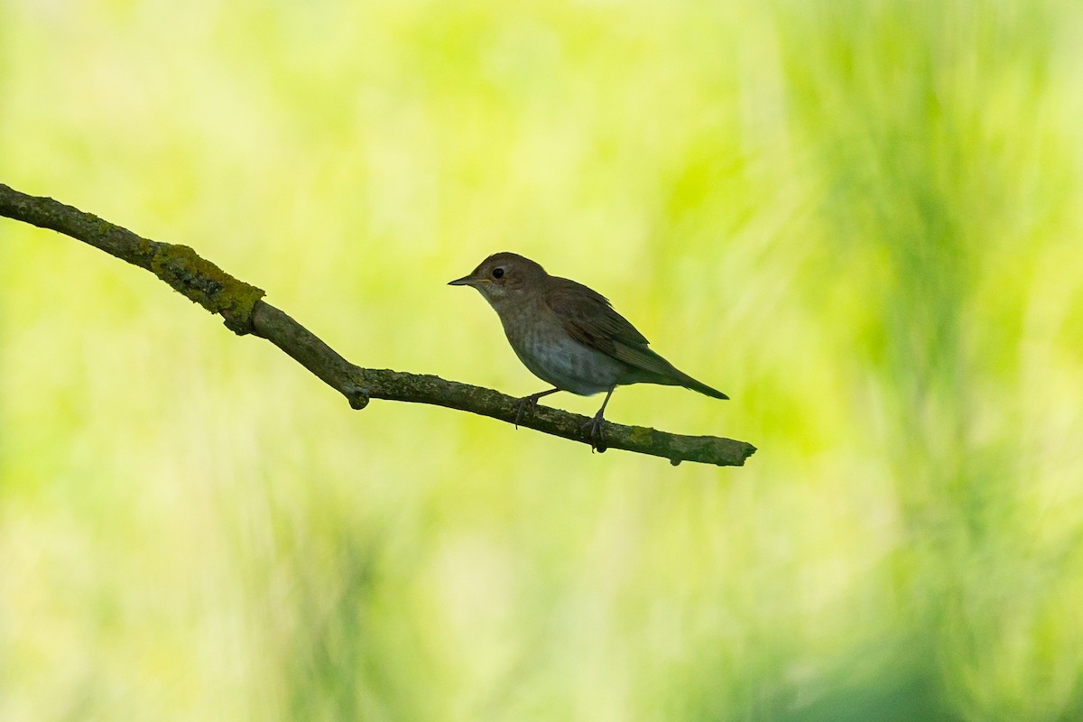 Thrush Nightingale - ML637636630