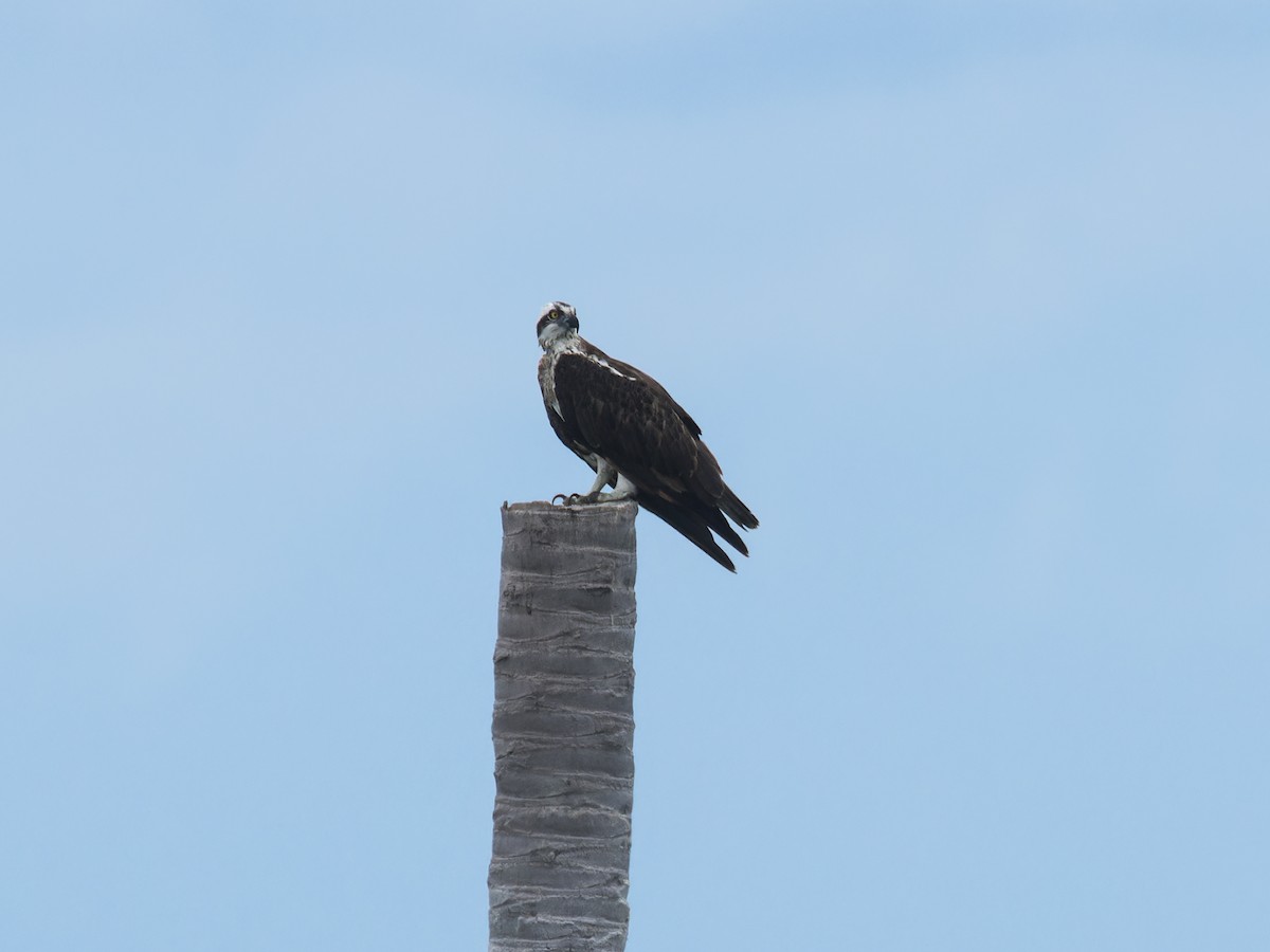 Osprey (Eurasian) - ML637636638
