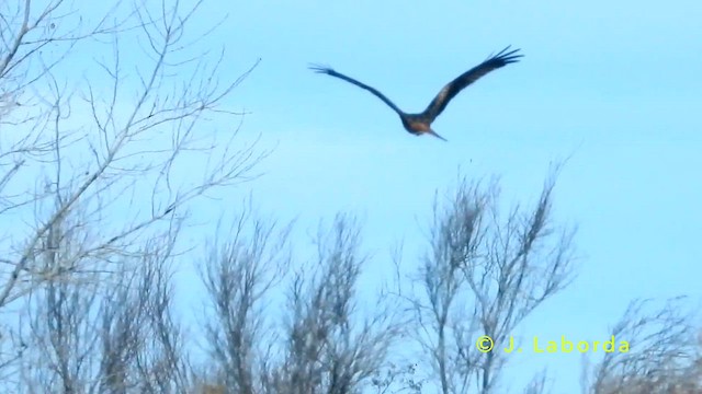 Red Kite - ML637636648