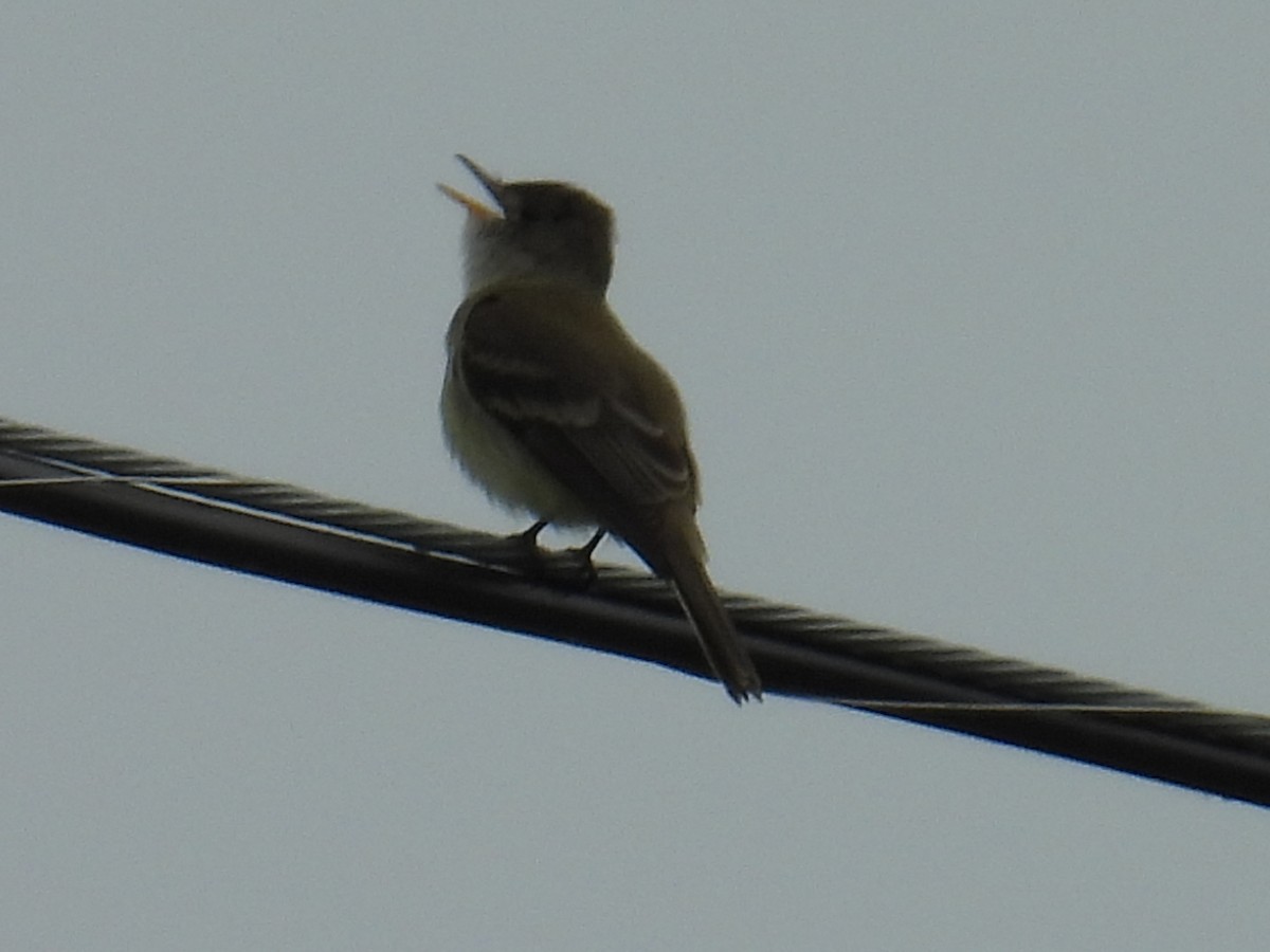 鳥類 - ML637636650