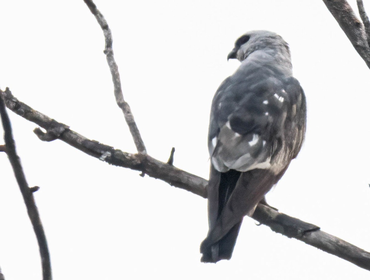 Mississippi Kite - ML637636655