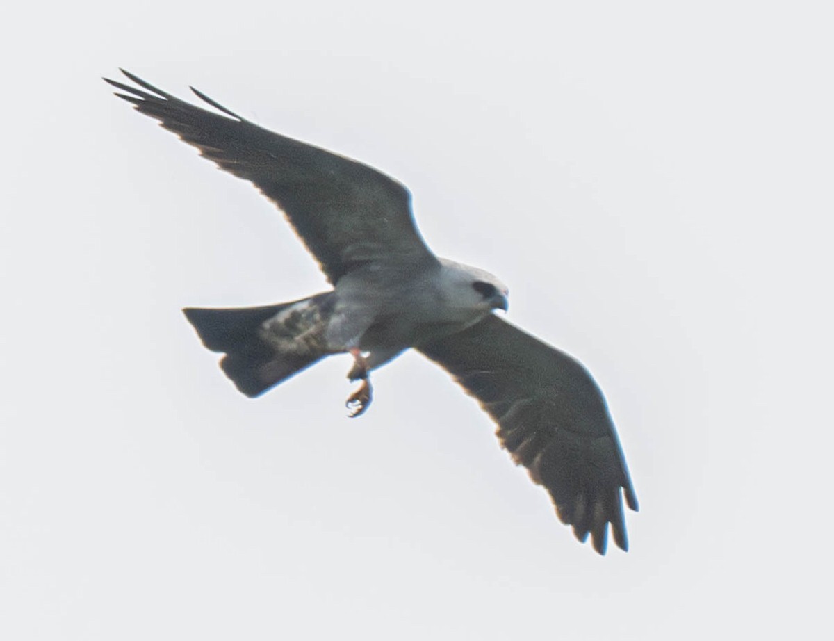 Mississippi Kite - ML637636656