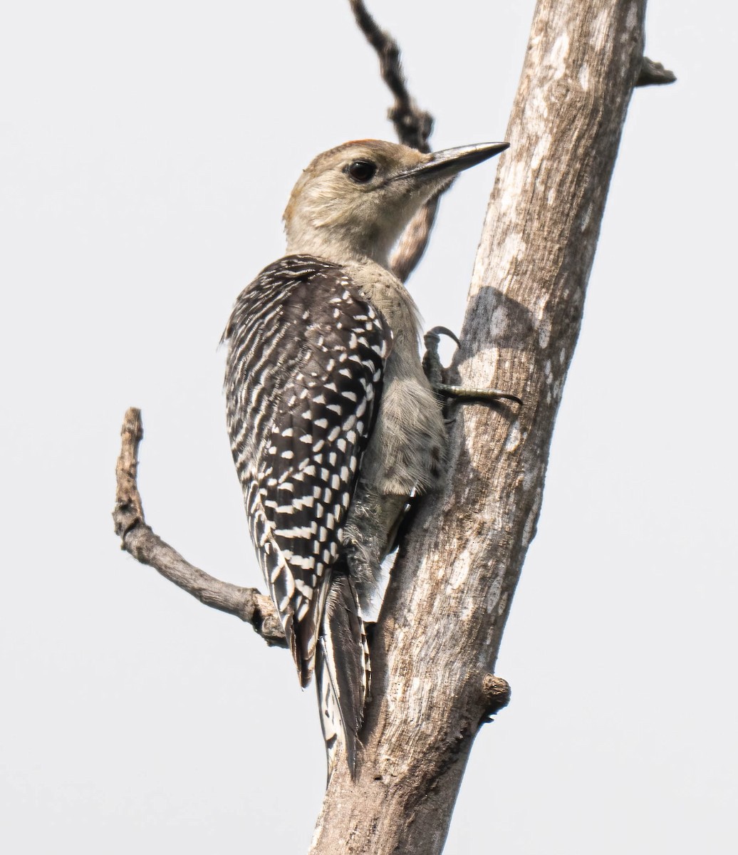 Red-bellied Woodpecker - ML637636659