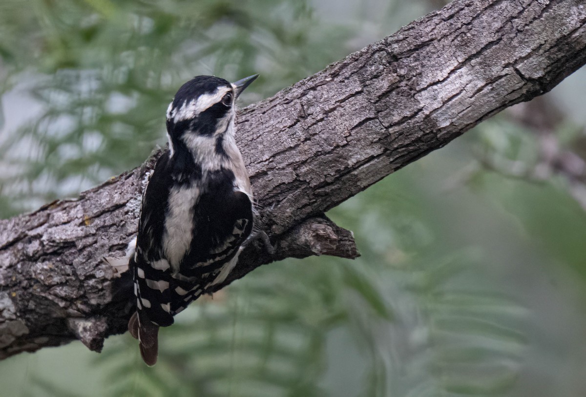 Downy Woodpecker - ML637636660