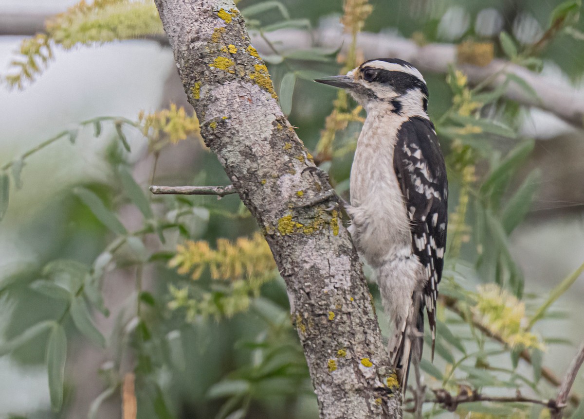 Downy Woodpecker - ML637636661