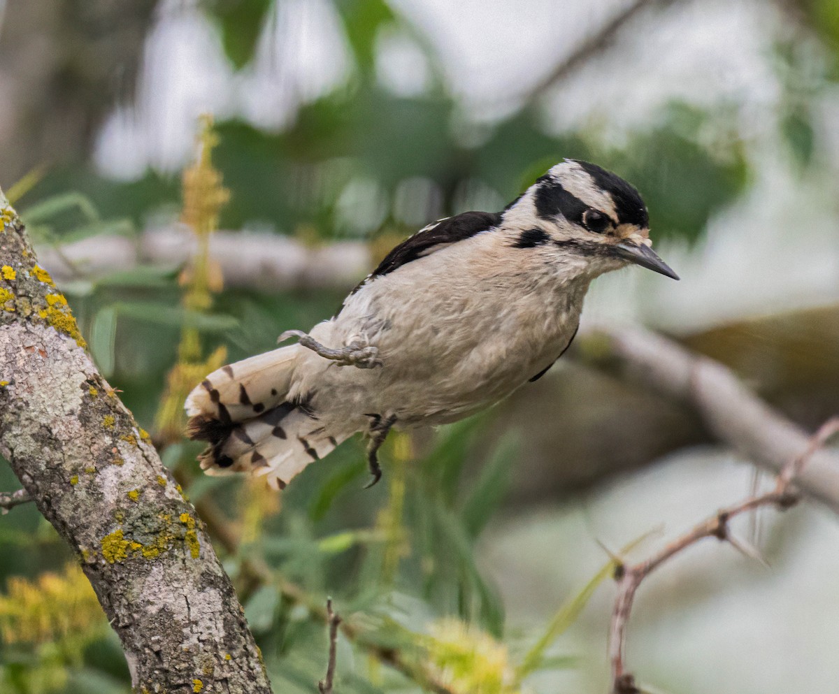Downy Woodpecker - ML637636662