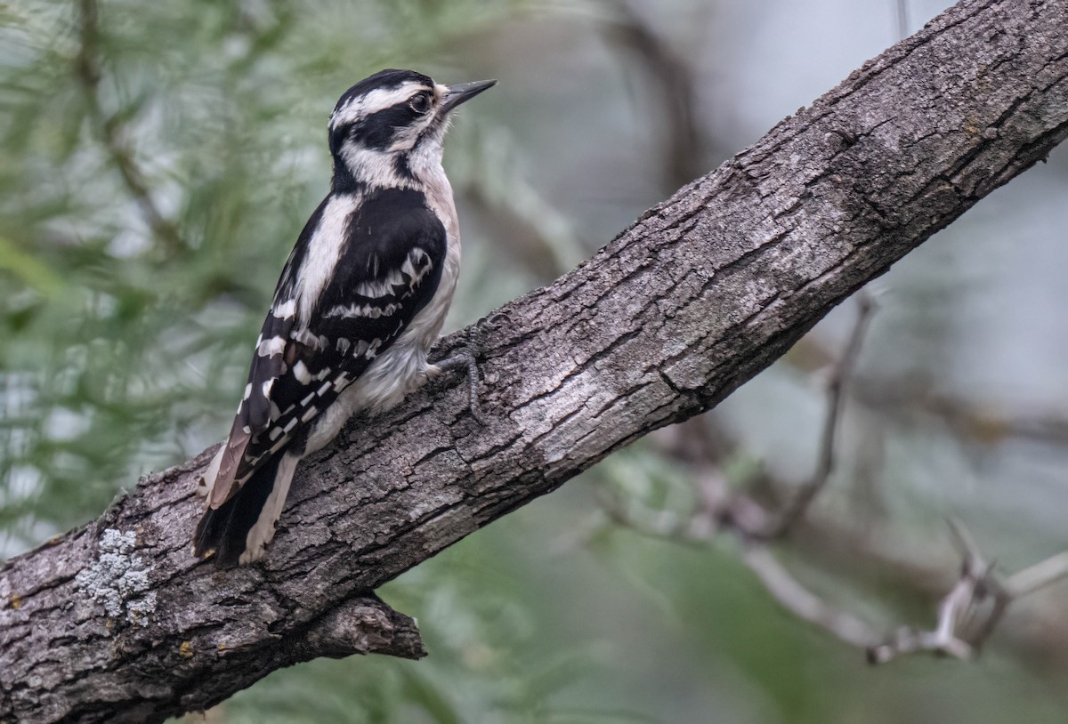 Downy Woodpecker - ML637636663
