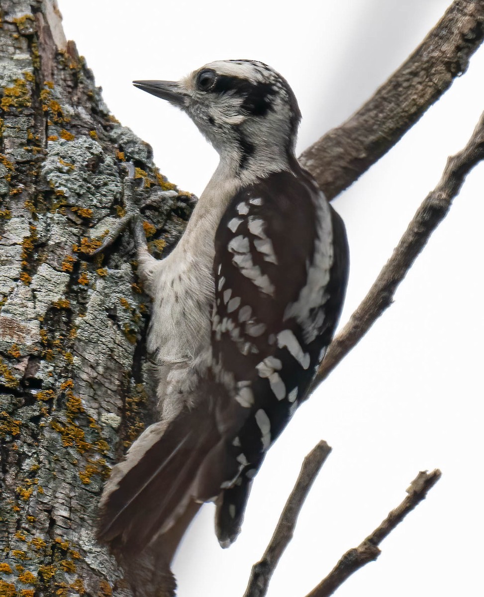 Downy Woodpecker - ML637636671