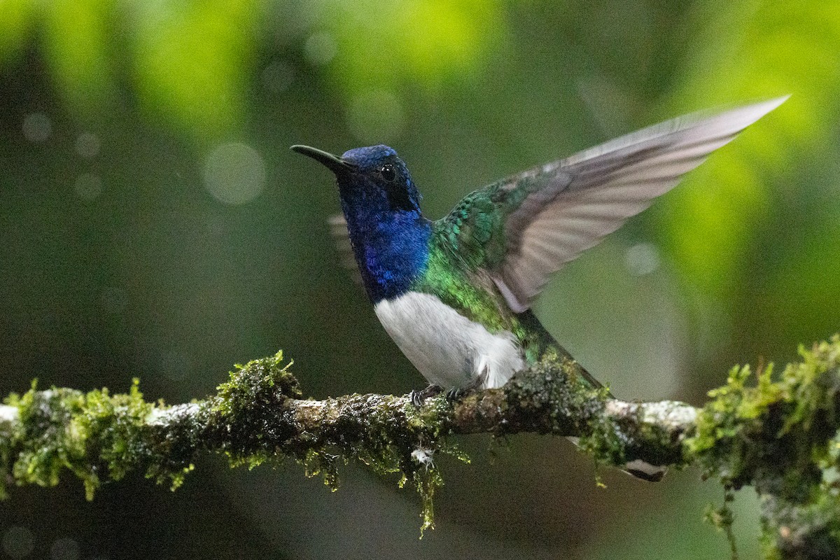 White-necked Jacobin - ML637636673