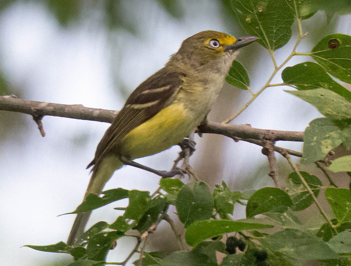 White-eyed Vireo - ML637636675