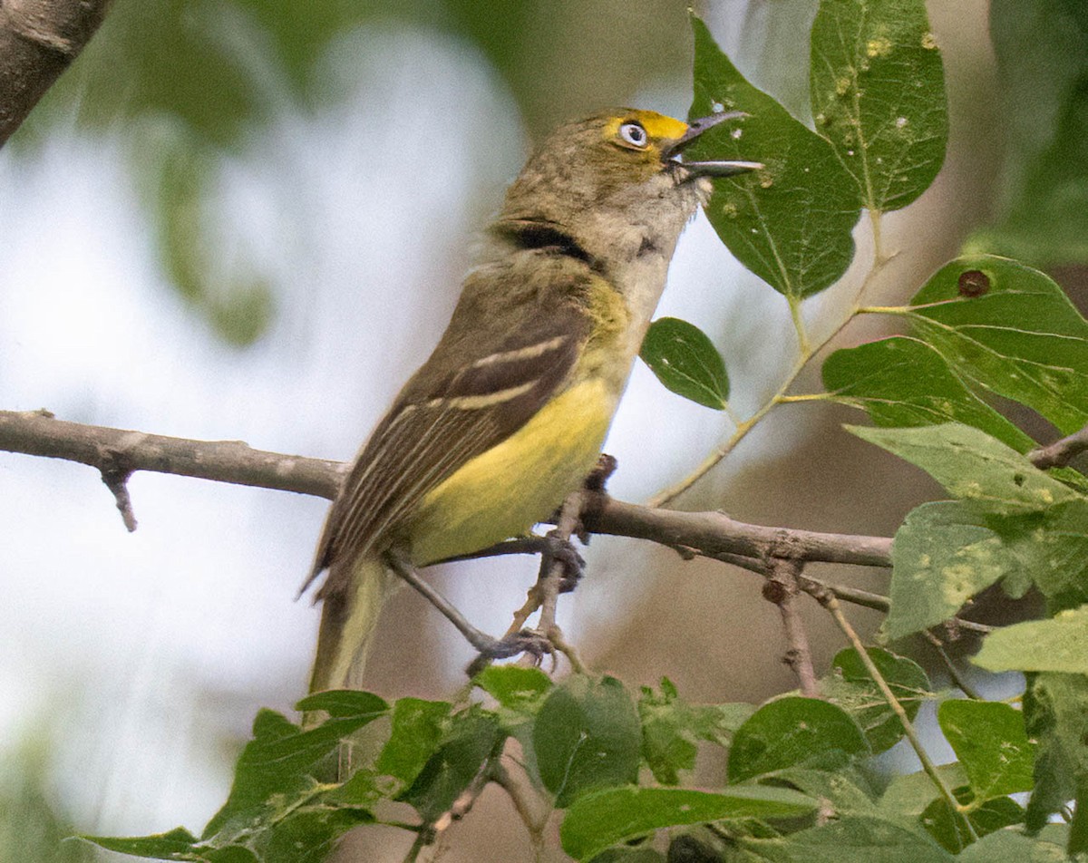 White-eyed Vireo - ML637636676