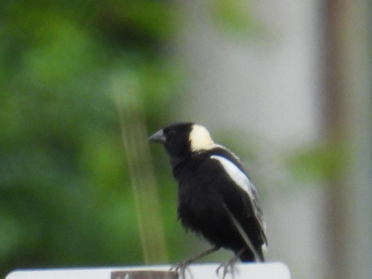 bobolink americký - ML637636682