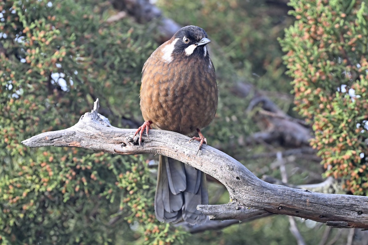 Black-faced Laughingthrush - ML637636700