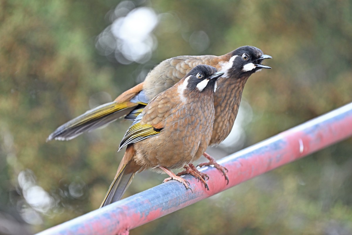 Black-faced Laughingthrush - ML637636701