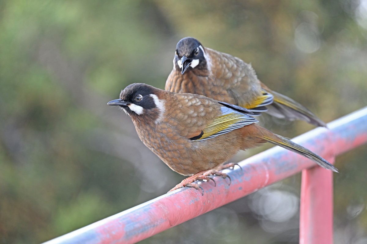 Black-faced Laughingthrush - ML637636702