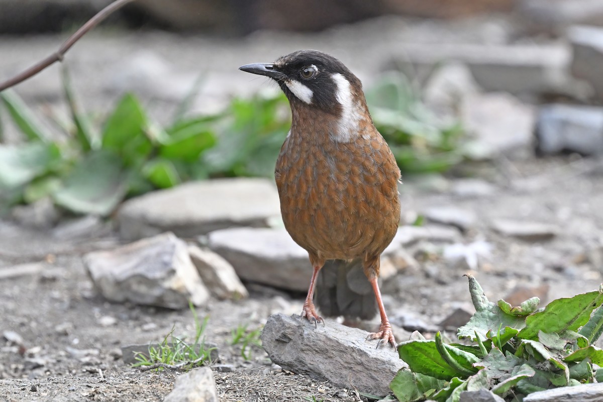 Black-faced Laughingthrush - ML637636707